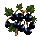 Blackcurrants