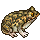 Toad
